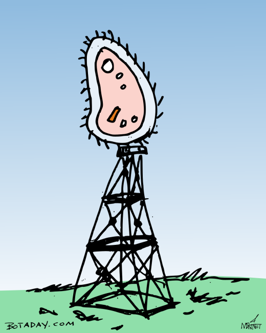 Cell Tower