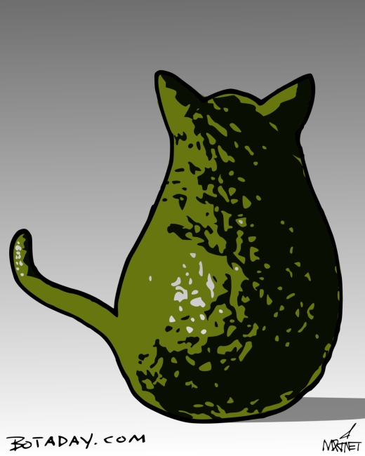 Avocato