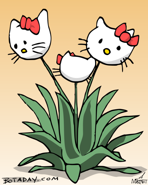 Aloe Kitty