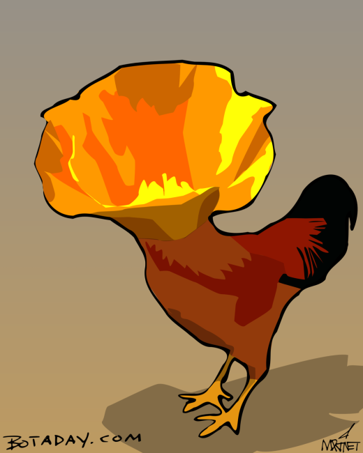 Poppycock