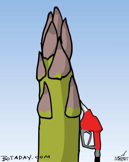 Asparagas