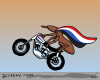 Weevil Knievel