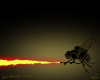 Firefly